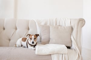 dog on couch