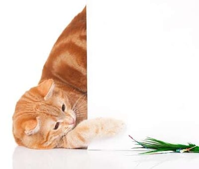 Fun Filled Toys to Help Your Pet Enjoy Apartment Living-featured