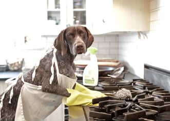dog cleaning oven