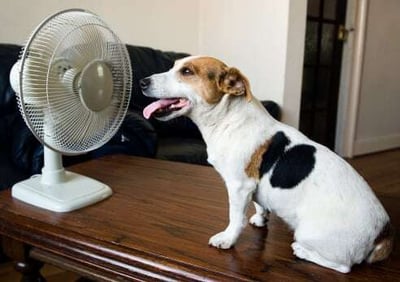 How to Keep Your Pets Cool in Chico and Redding Rental Properties-featured