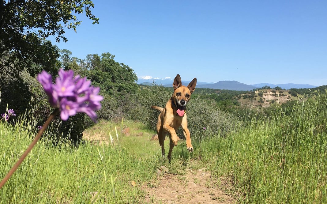 Best Places to Take Your Dog in Chico