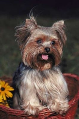 How to Transition Your Dog to a New Apartment-featured