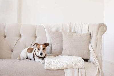 Courtesy Tips for Dog Owners in Chico Apartments-featured