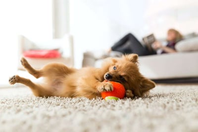 What Types of Pets Are Acceptable In Your Apartment Rental?-featured