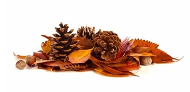 fall nature decor