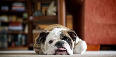 Pet Etiquette For Living in Chico Apartments-featured