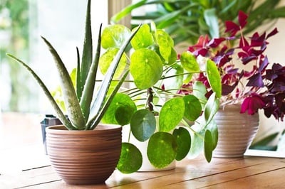 Best Indoor/Outdoor Plants to Pot for Your Chico Apartment-featured
