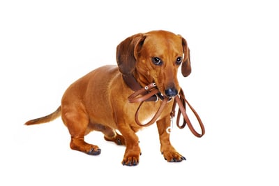 Keep Fido Happy in Chico Apartments-featured