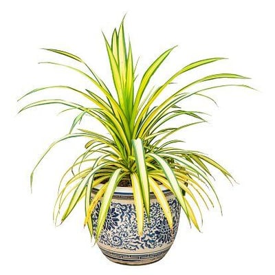 The Best Indoor Plants for Chico Apartments-featured