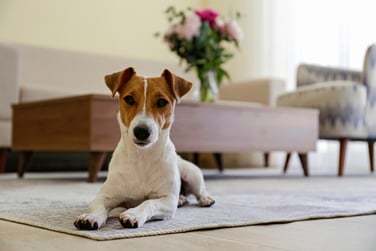 jack russel terrier in an apartment shutterstock_1933123028
